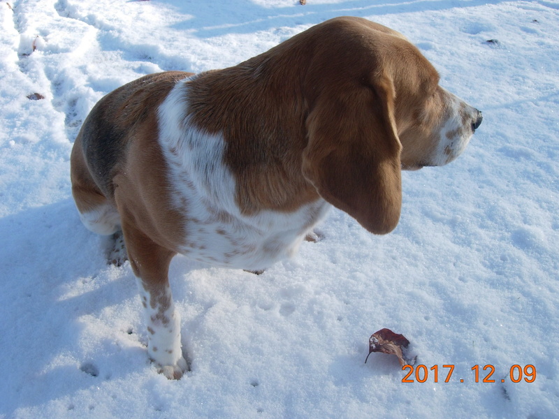 ALIENOR, croisée beagle pointer, 4 ans, femelle - Page 5 Dscn1216