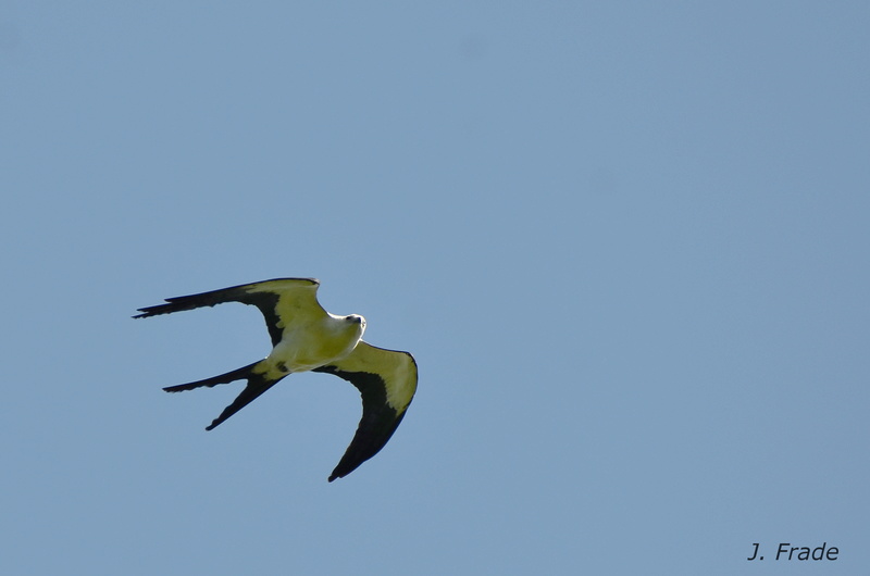 Costa Rica 2017 - Swallow-tailed kite (Elanoides forficatus) Dsc_0911