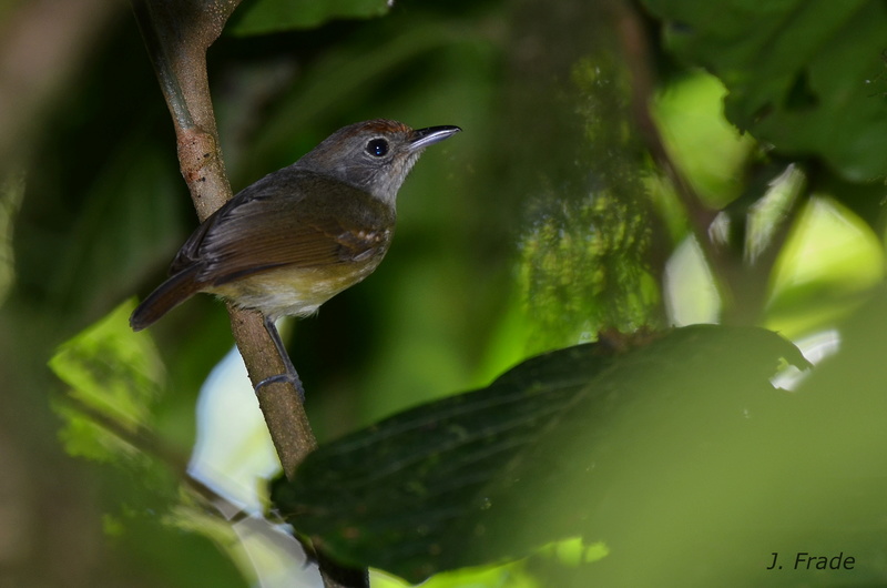 Costa Rica 2017 - Tawny-crowned greenlet (Tunchiornis ochraceiceps) Dsc_1010