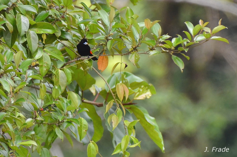 Costa Rica 2017 - Passerini`s Tanager ( Ramphocelus passerinii) Dsc_1212