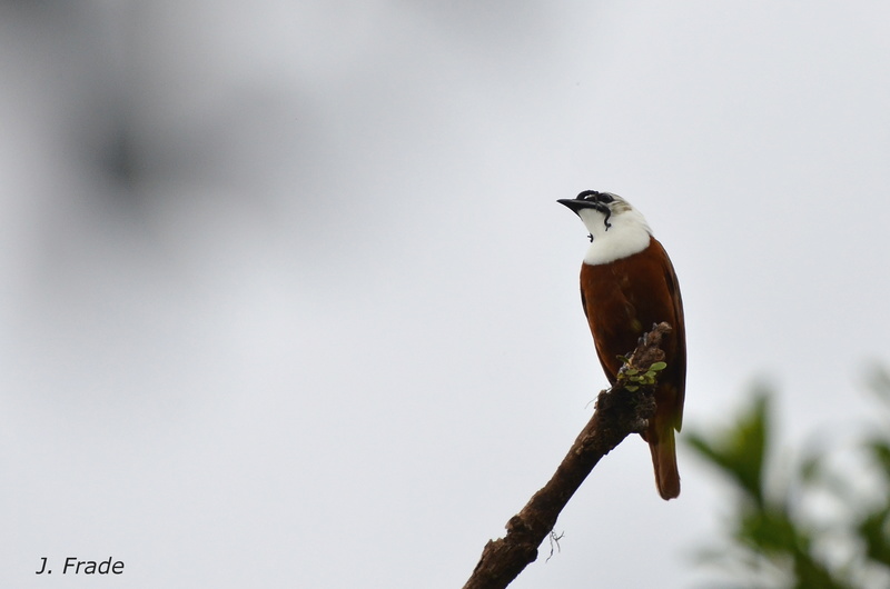 Costa Rica 2017 - Three-wattled bellbird (Procnias tricarunculatus) Dsc_1312