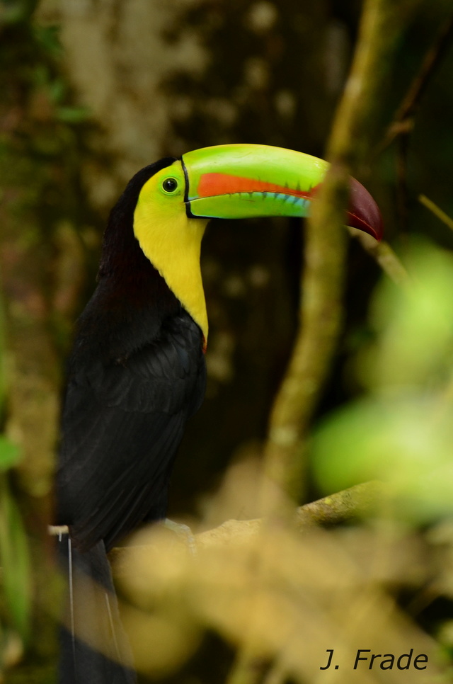 Costa Rica 2017 - Keel-billed toucan (Ramphastos sulfuratus) Dsc_1711