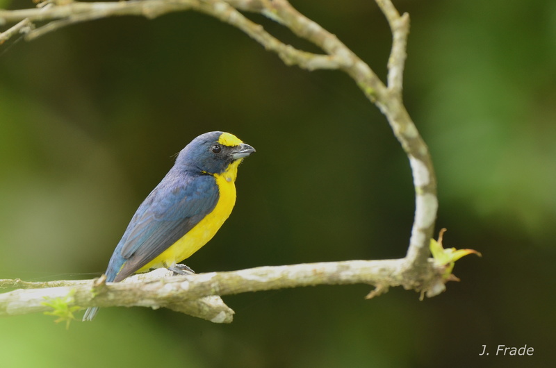 Costa Rica 2017 - Yellow-throated euphonia (Euphonia hirundinacea) Dsc_1810