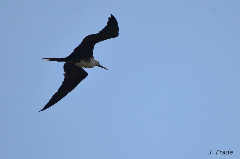 Costa Rica 2017 - Magnificent frigatebird (Fregata magnificens) Dsc_2716