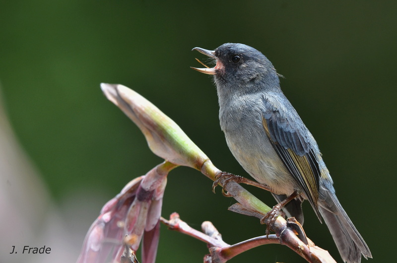 Costa Rica 2017 - Slaty Flowerpiercer (Diglossa plumbea) Dsc_4212