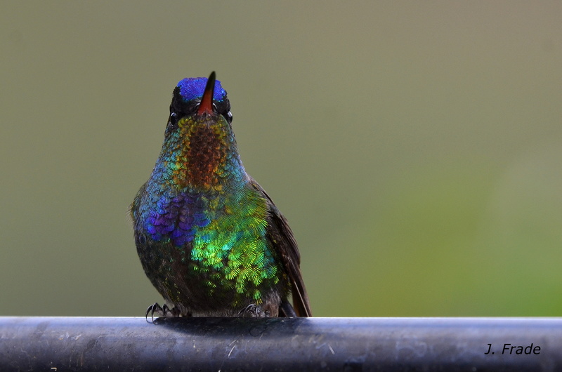 Costa Rica 2017 - Fiery-throated hummingbird (Panterpe insignis) Dsc_4714
