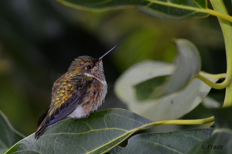 Costa Rica 2017 - Scintillant Hummingbird (Selasphorus scintilla) Dsc_4811