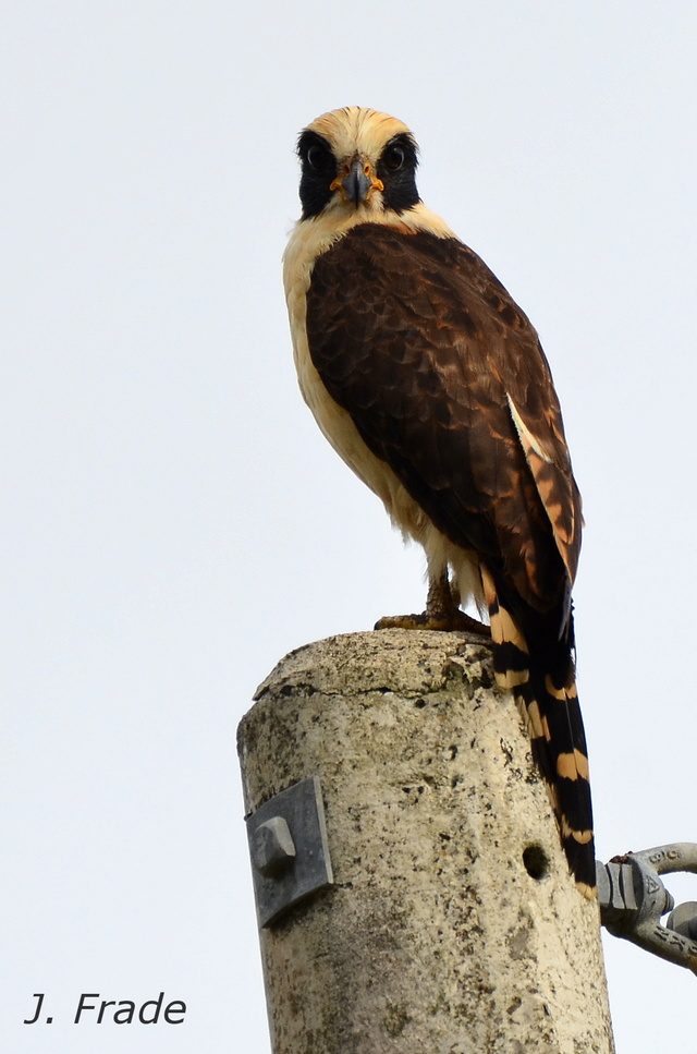 Costa Rica 2017 - Laughing falcon (Herpetotheres cachinnans) Dsc_5311