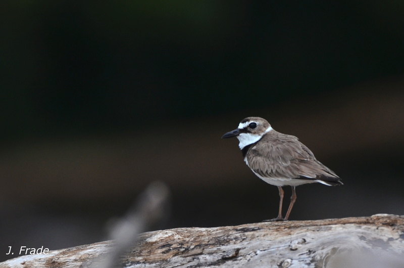 Costa Rica 2017 - Wilson's plover (Charadrius wilsonia) Dsc_5412