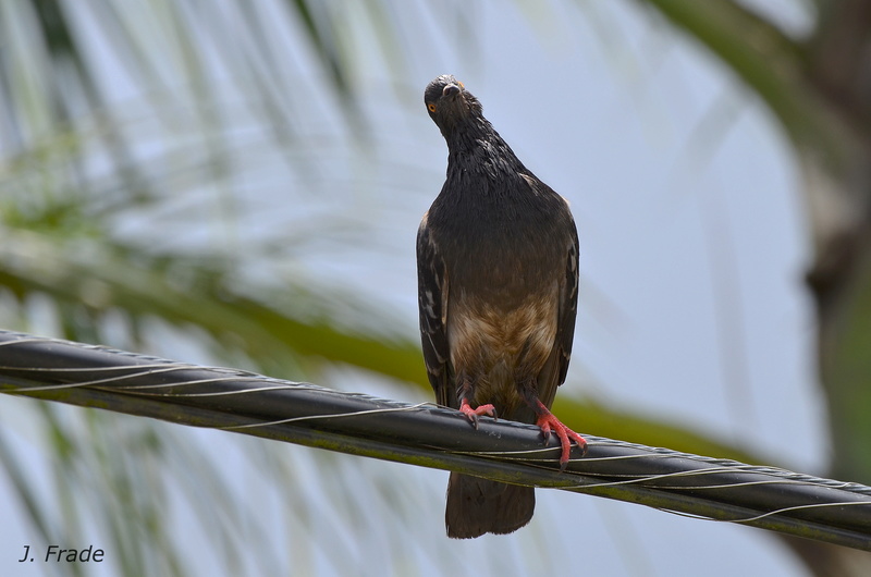 Costa Rica 2017 - Rock pigeon (Columba livia) Dsc_5810