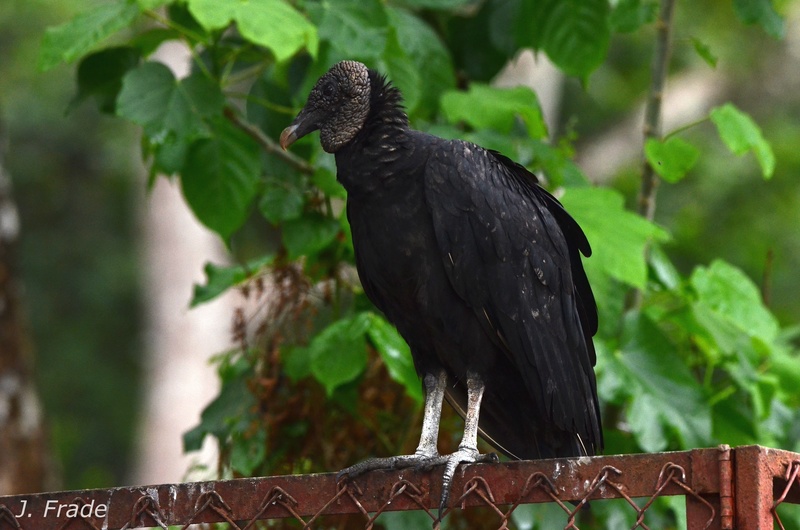 Costa Rica 2017 - Black vulture (Coragyps atratus) Dsc_9817