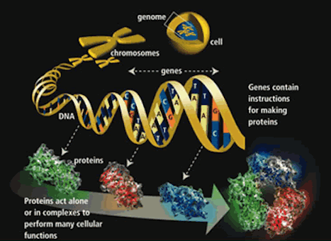 Нейрофизиология мысли Genes10