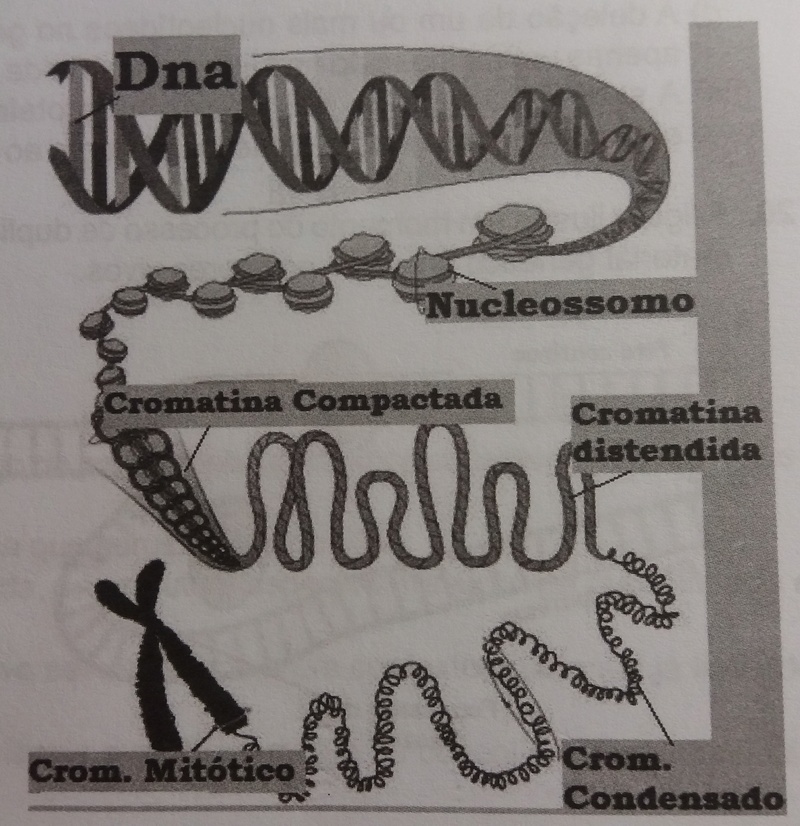 Ácidos nucleicos Sem_ty12