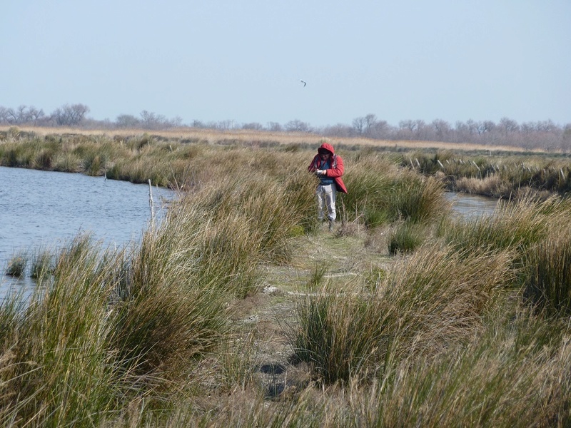 34. Etang de Capestang 01810