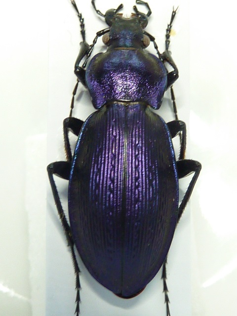 Carabus (Morphocarabus) monilis Monili11