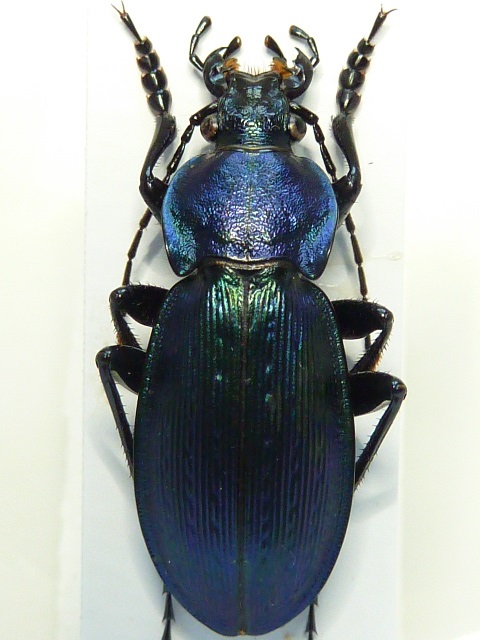 Carabus (Morphocarabus) monilis Monili12
