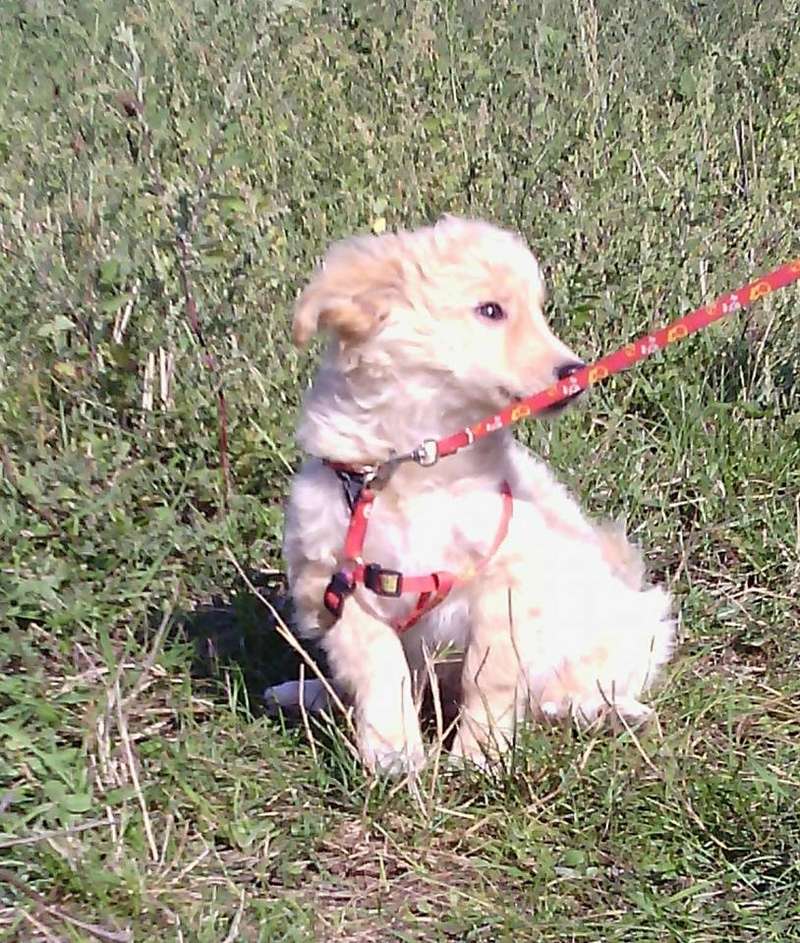 BLANCO (ZUCO) adorable petit chiot à dorloter - en FA dans le 67 22449710