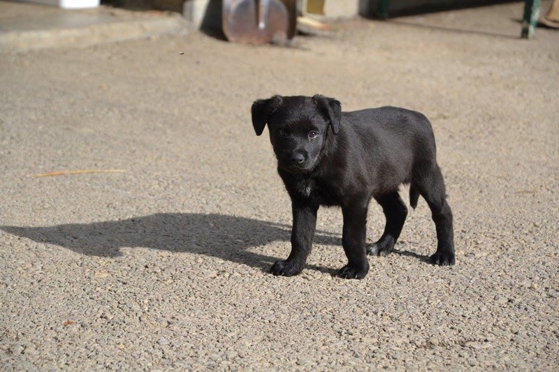 CALIE chiot croisée labrador - BULGARIE 22829510