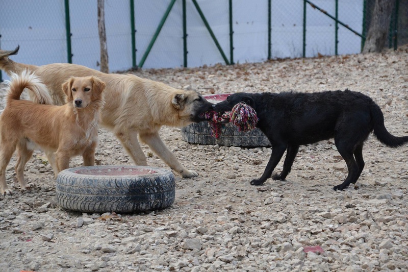 MORMONT sublime croisé  kangal - en FA dpt 67 23157811