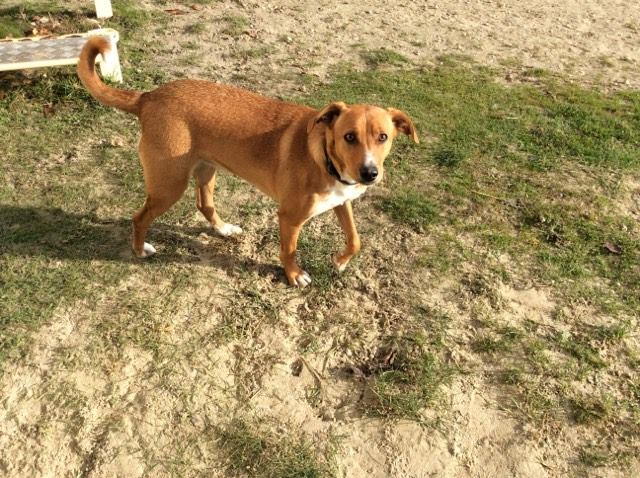 ROXIE petite chiot dans un cimetière - en pension dans le 28 - Page 2 23667511