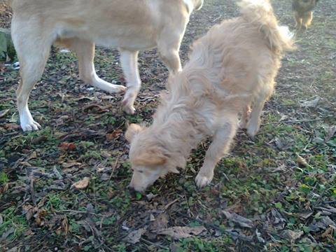 BLANCO (ZUCO) adorable petit chiot à dorloter - en FA dans le 67 27399610