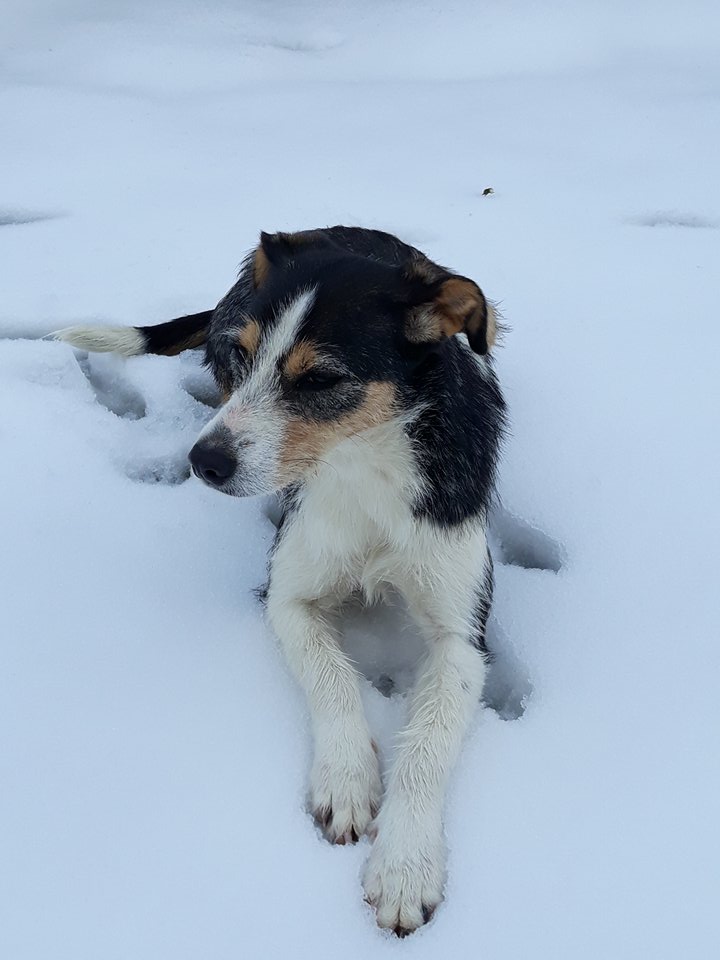 DUNJA une jolie chienne tricolore - SERBIE 28829210