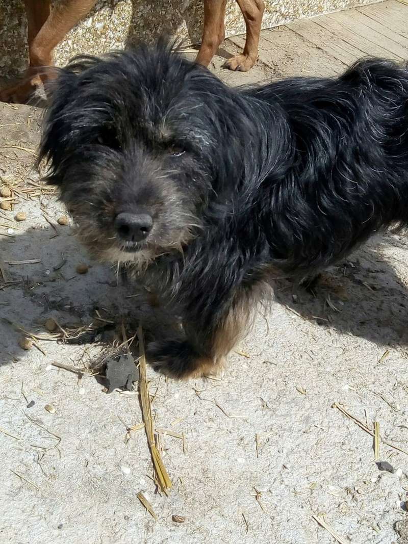 CHUPA petite croisée york/griffon - SERBIE 30125610