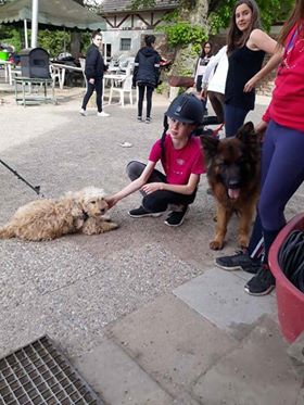 MAYA & son bb, petite puce croisée caniche - SERBIE 31779110