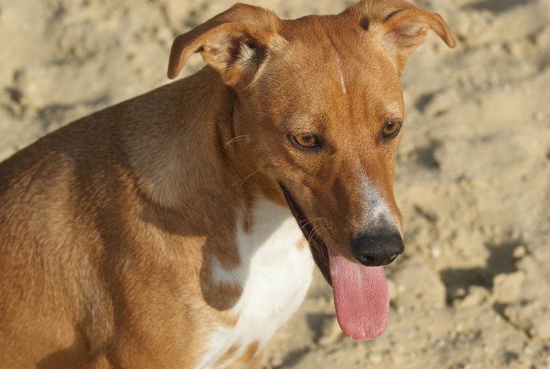 ROXIE petite chiot dans un cimetière - en pension dans le 28 - Page 2 Dsc02313