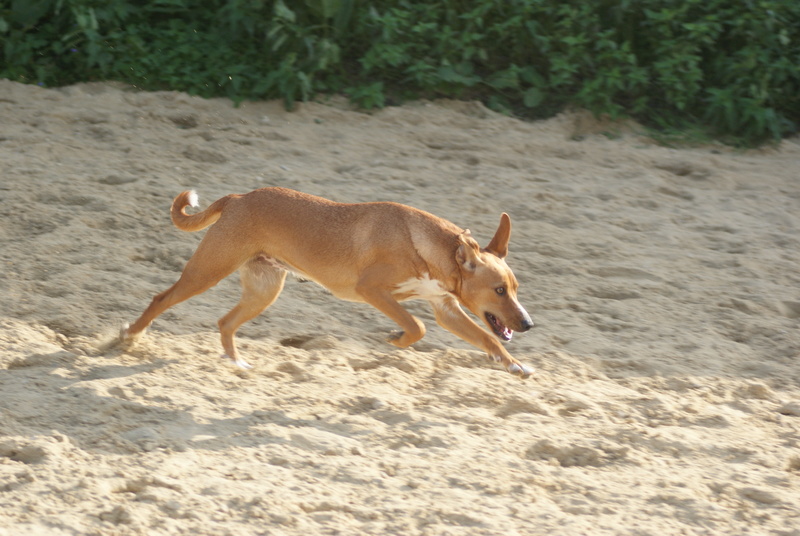 ROXIE petite chiot dans un cimetière - en pension dans le 28 - Page 2 Dsc02317