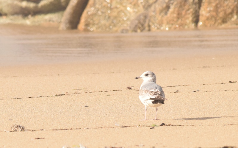 ESPÉCIE: Gaivota-parda (Larus canus) - Página 2 Cabo_d12