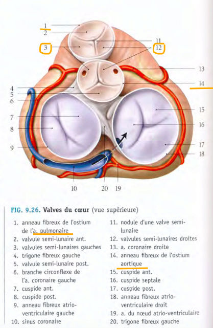 Ostium aortique Captur10