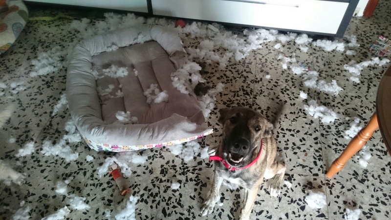 Que pensais de los perros? - Página 3 Img_6510