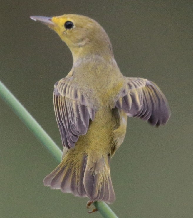 Costa Rica, 2 passeriformes 2017-111