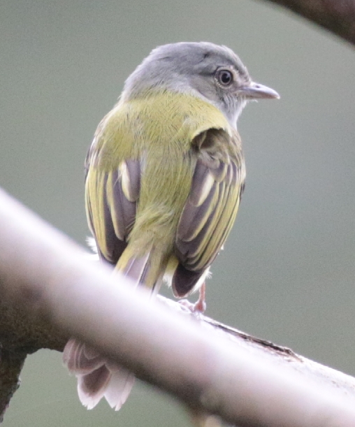 Costa Rica, 2 passeriformes 2018-010