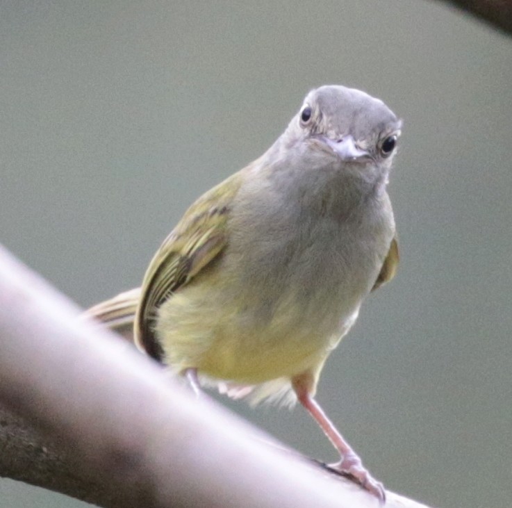 Costa Rica, 2 passeriformes 2018-011
