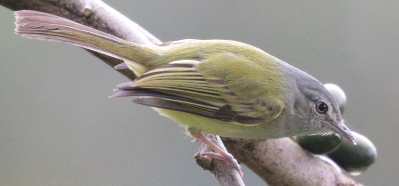 Costa Rica, 2 passeriformes 2018-012