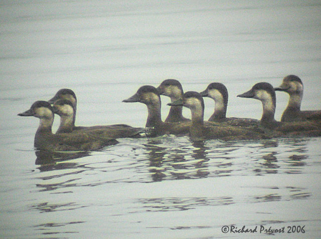 un canard plongeur incertain Macreu10