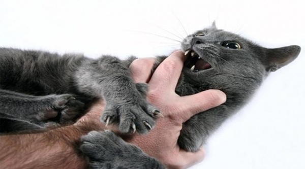  كيف تتوقف القطط عن سلوك الخدش والعض ؟  Arab15