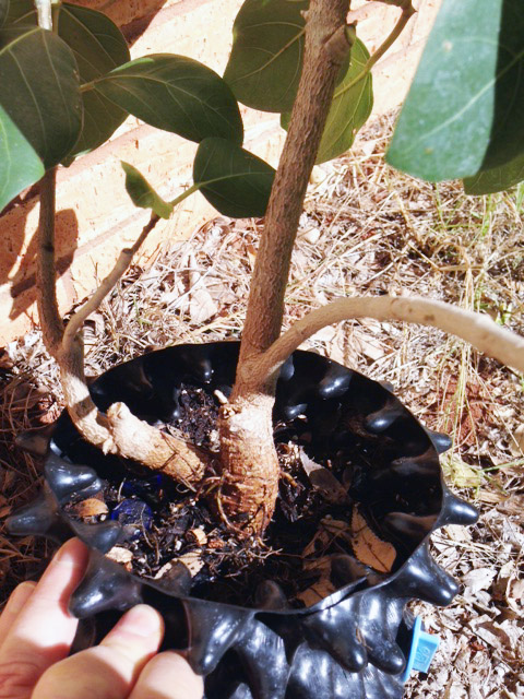 pruning Ficus benghalensis Img_0310