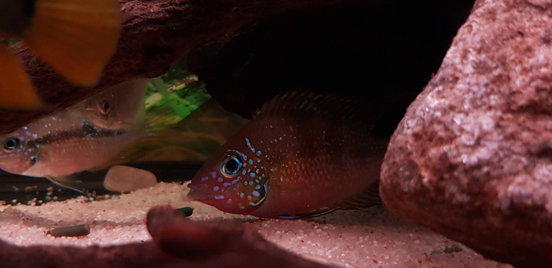 Thorichthys aureus (Günther, 1862) 20180232