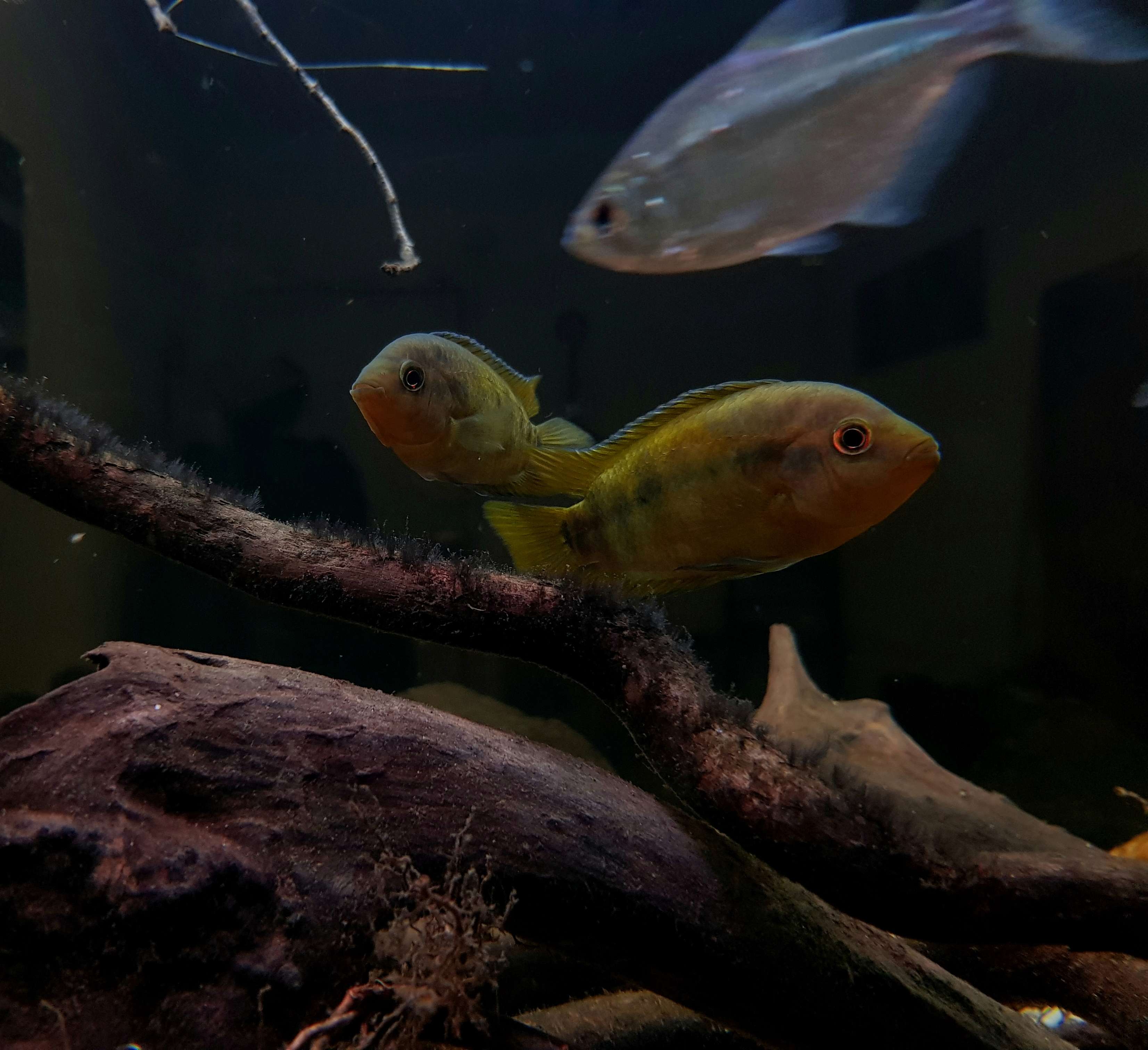 Herotilapia multispinosa, rainbow cichlid. (Günther, 1867) - Página 4 20180517