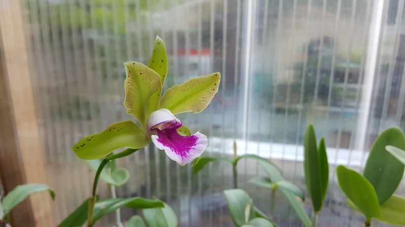 Cattleya tenuis 20171111