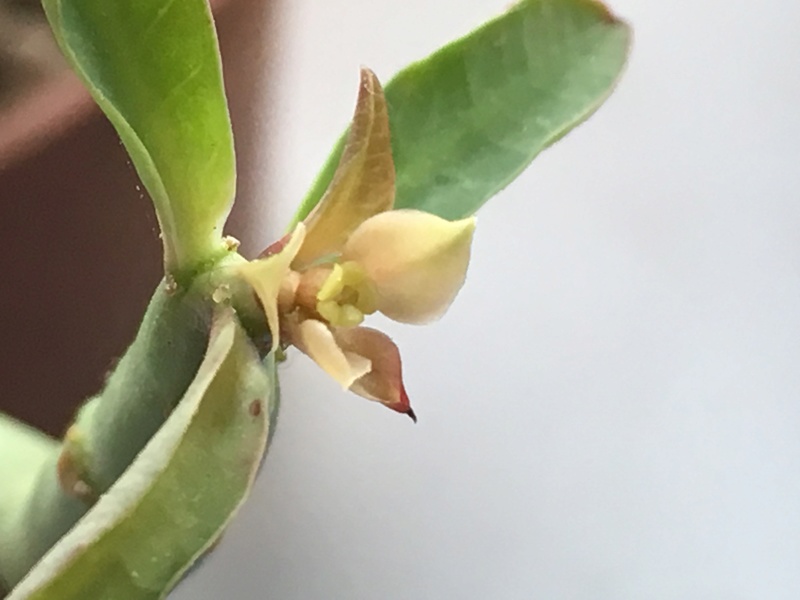 Euphorbia pteroneura 3d1b8310