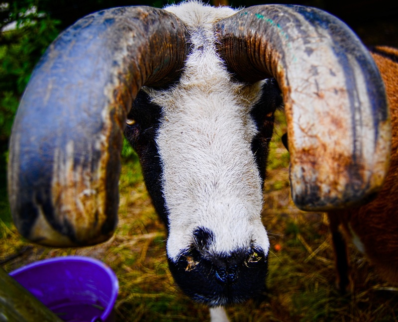 Hors sujet mais adorable quand même Animau13