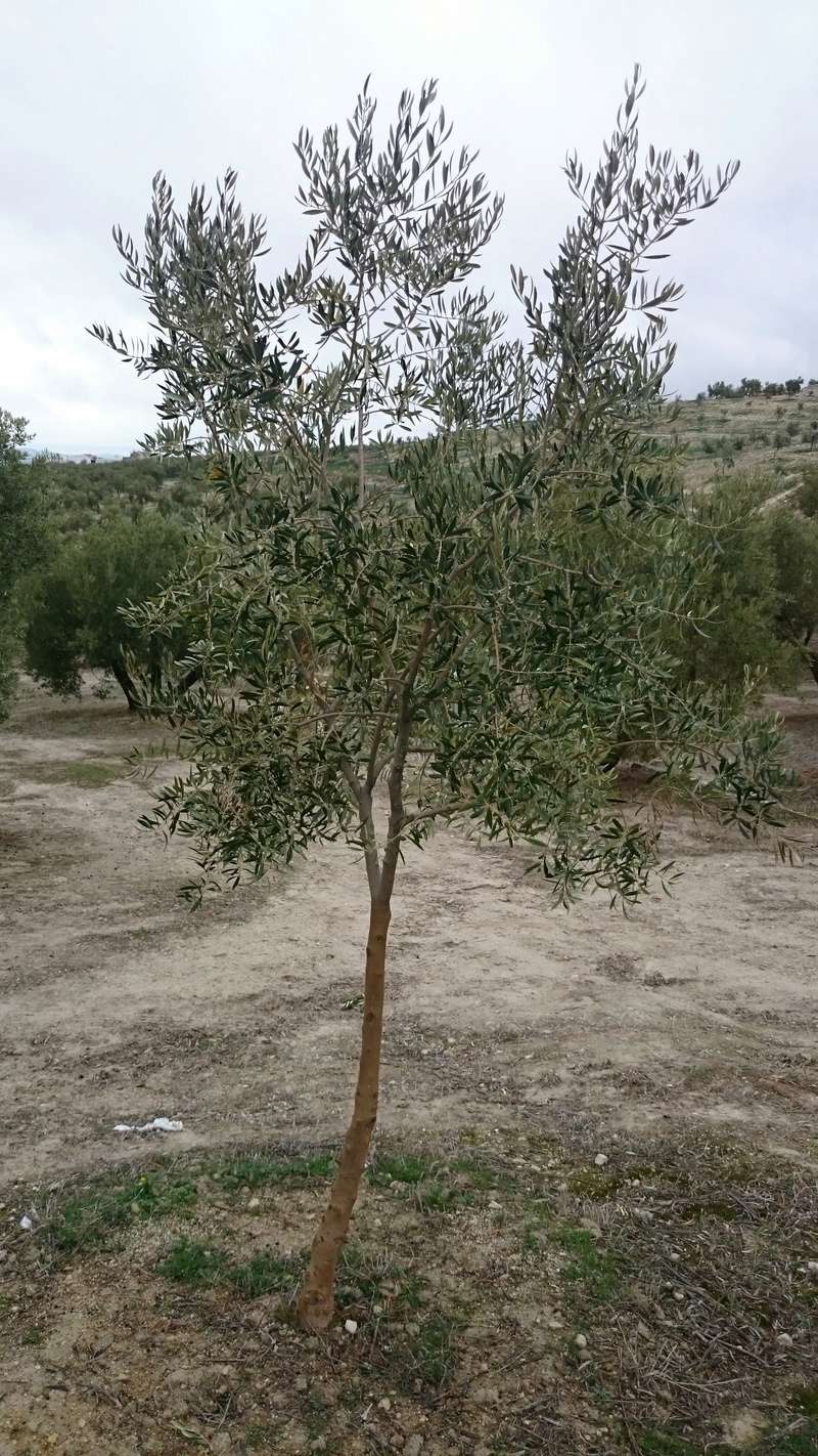 Crecimiento de plantones olivo - Página 14 00111