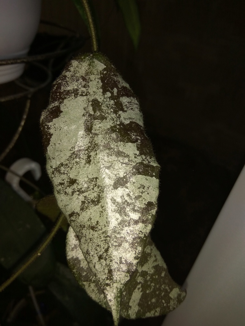 Hoya caudata - Страница 4 Img_2032