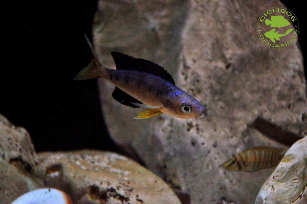 Cyprichromis Microlepidotus"Bulu Point" 20171036