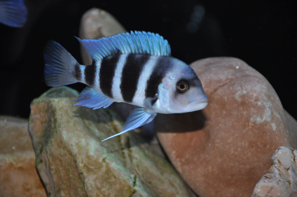 Cyphotilapia Gibberosa Mpimbwe blue - Página 4 Dsc_3915