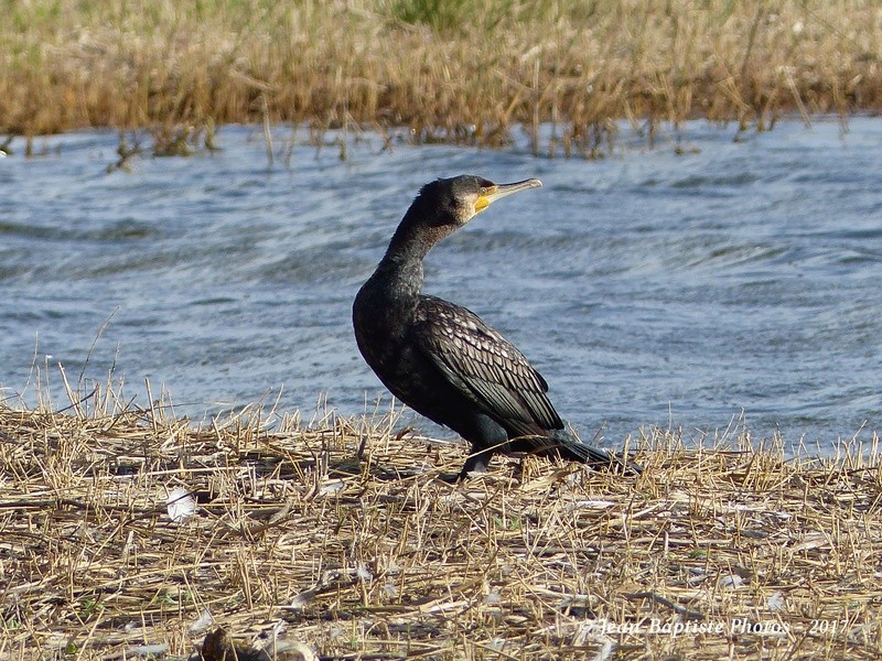 Grands cormorans à Terres d'oiseaux Copie_28